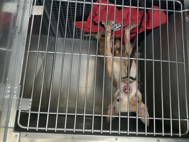 American Pit Bull Terrier at Chicago Animal Care and Control