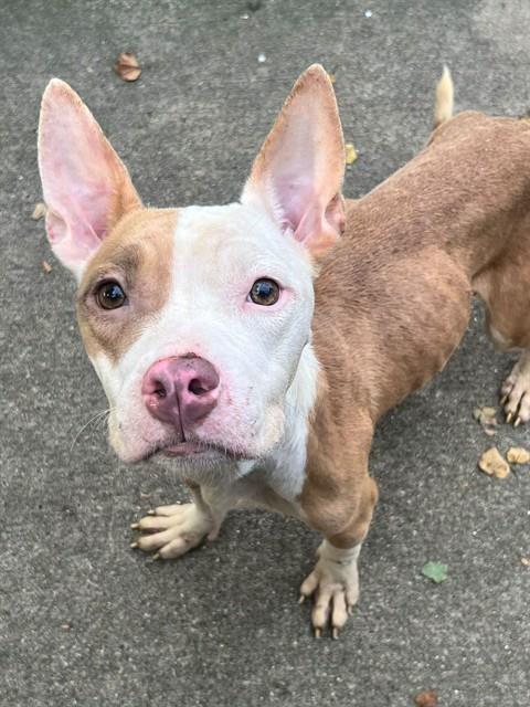Chai, adoptable American Pit Bull Terrier at Chicago Animal Care and Control