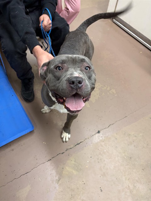 Blue at Chicago Animal Care and Control