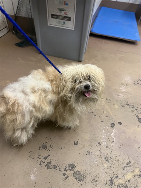 Dog A323460 at Chicago Animal Care and Control
