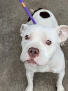 Chiclet, adoptable American Pit Bull Terrier at Chicago Animal Care and Control