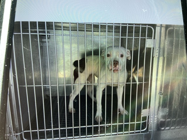 American Pit Bull Terrier at Chicago Animal Care and Control