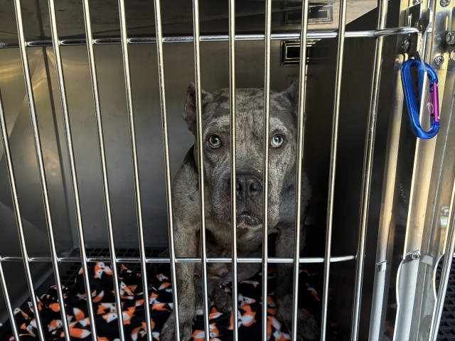 American Pit Bull Terrier at Chicago Animal Care and Control