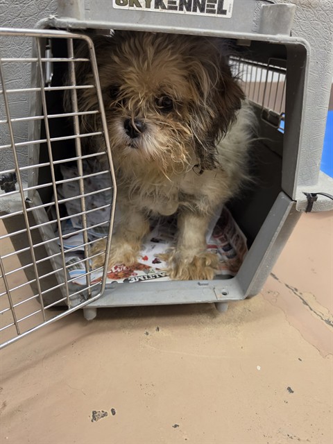 Shih Tzu at Chicago Animal Care and Control