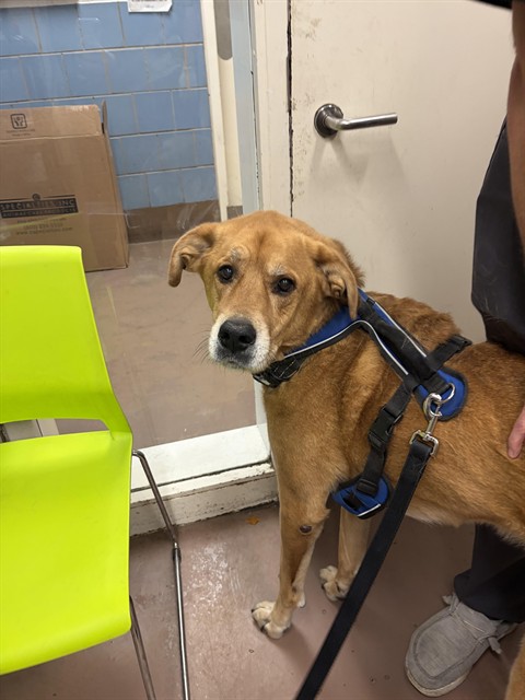 Loki at Chicago Animal Care and Control