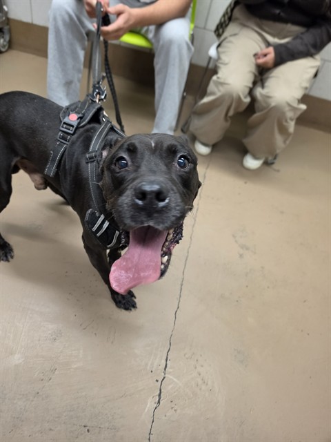 Wilson at Chicago Animal Care and Control