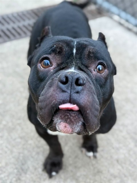 Angie at Chicago Animal Care and Control