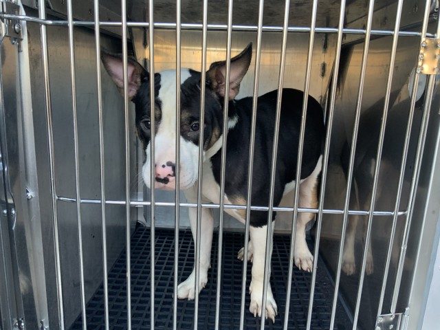 Beyonce, adoptable American Pit Bull Terrier at Chicago Animal Care and Control