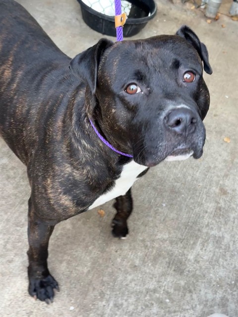Burgess at Chicago Animal Care and Control — photo 1