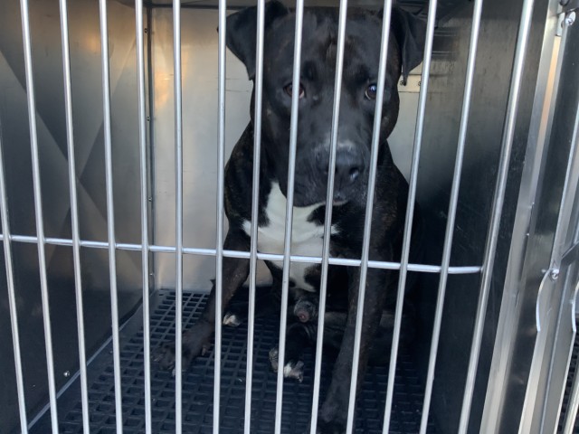 American Pit Bull Terrier at Chicago Animal Care and Control