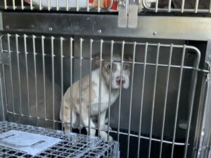 Bip, adoptable American Pit Bull Terrier at Chicago Animal Care and Control