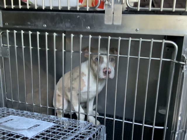 Bip at Chicago Animal Care and Control