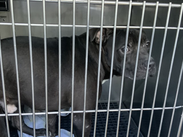 American Pit Bull Terrier at Chicago Animal Care and Control