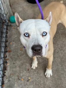 Olympic, adoptable American Pit Bull Terrier at Chicago Animal Care and Control