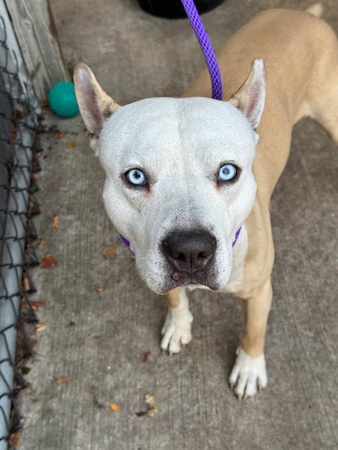 Olympic at Chicago Animal Care and Control — photo 1