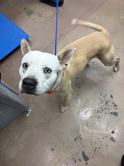 American Pit Bull Terrier at Chicago Animal Care and Control