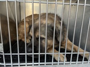 Mas, adoptable Chow Chow / German Shepherd Dog at Chicago Animal Care and Control