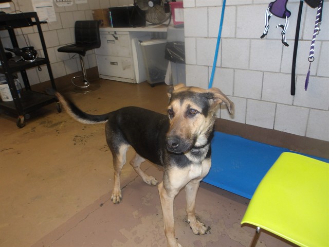 German Shepherd Dog at Chicago Animal Care and Control