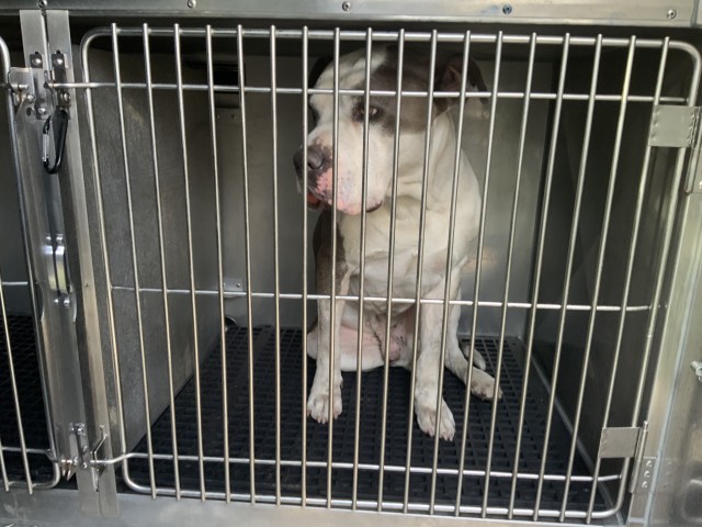 American Pit Bull Terrier / Bull Terrier / Labrador Retriever at Chicago Animal Care and Control