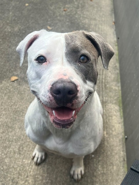 Alamea, adoptable American Pit Bull Terrier at Chicago Animal Care and Control