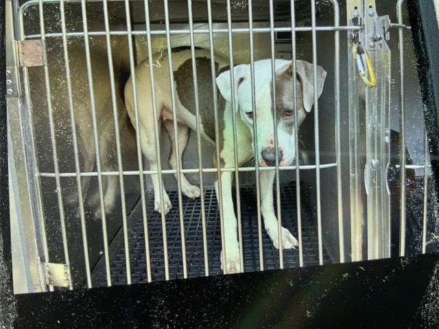 American Pit Bull Terrier at Chicago Animal Care and Control