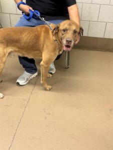 Teddy, adoptable Labrador Retriever at Chicago Animal Care and Control