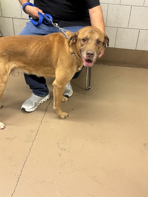 Teddy at Chicago Animal Care and Control
