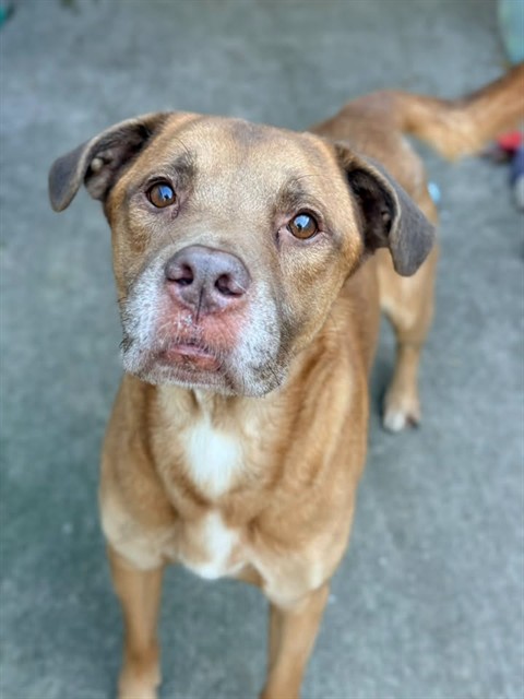 Teddy, adoptable Labrador Retriever at Chicago Animal Care and Control
