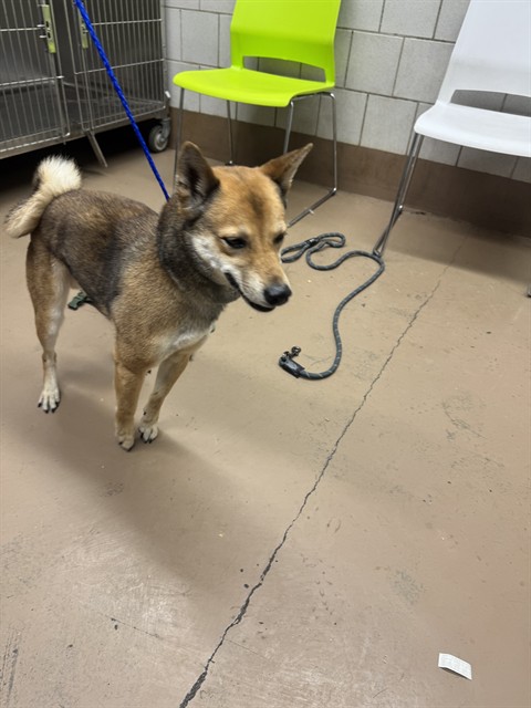 Dog A323535 at Chicago Animal Care and Control