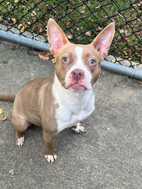 Mina, adoptable American Pit Bull Terrier at Chicago Animal Care and Control