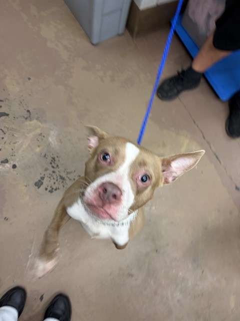 Zero at Chicago Animal Care and Control