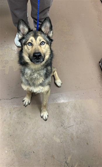 Athena at Chicago Animal Care and Control