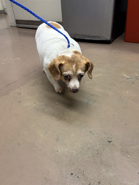 Chihuahua at Chicago Animal Care and Control