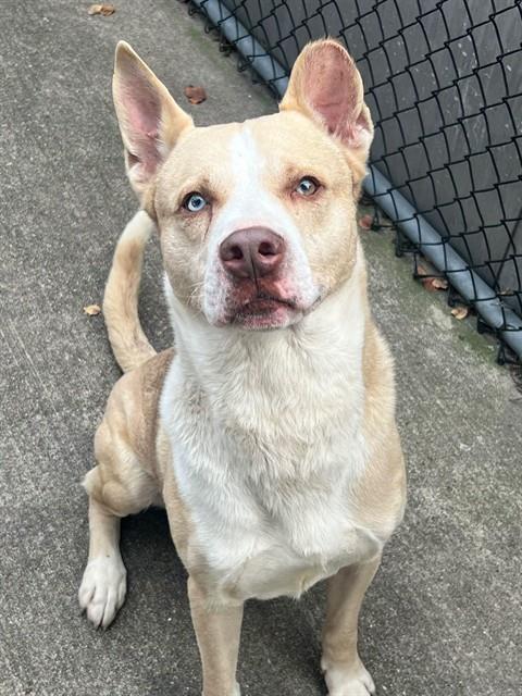Beckham, adoptable American Pit Bull Terrier at Chicago Animal Care and Control
