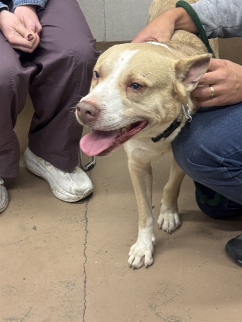 American Pit Bull Terrier at Chicago Animal Care and Control