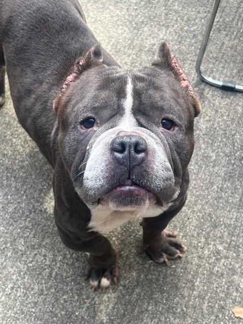 Sariah, adoptable American Bulldog / Bulldog at Chicago Animal Care and Control