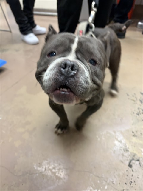 American Bulldog / Bulldog at Chicago Animal Care and Control