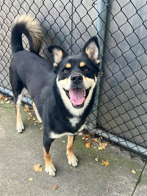 Olly at Chicago Animal Care and Control