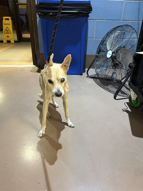 Chihuahua at Chicago Animal Care and Control