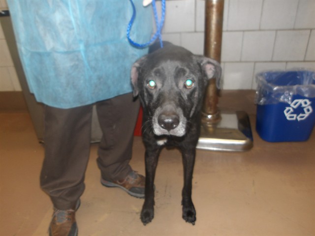 Labrador Retriever at Chicago Animal Care and Control