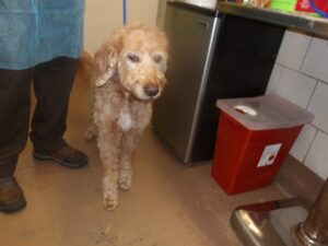 Sasha, adoptable Poodle at Chicago Animal Care and Control