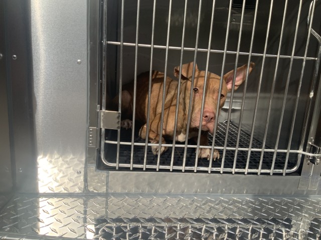 American Pit Bull Terrier at Chicago Animal Care and Control