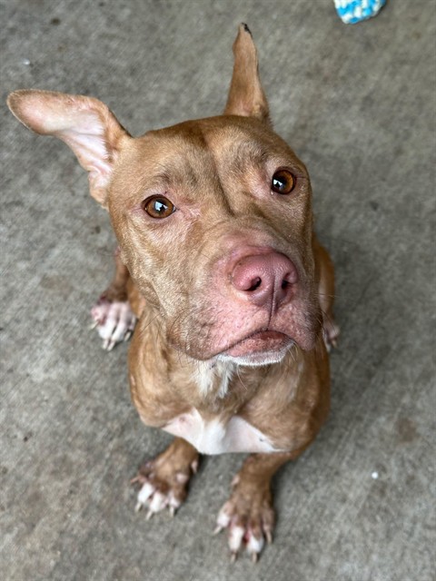 Voyager, adoptable American Pit Bull Terrier at Chicago Animal Care and Control