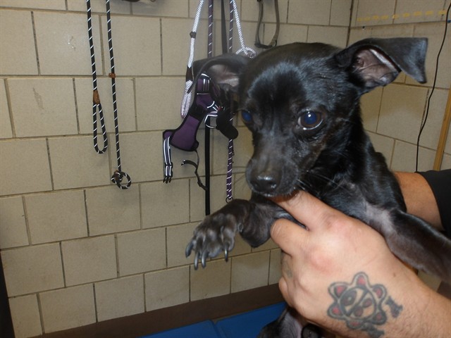 Chihuahua at Chicago Animal Care and Control