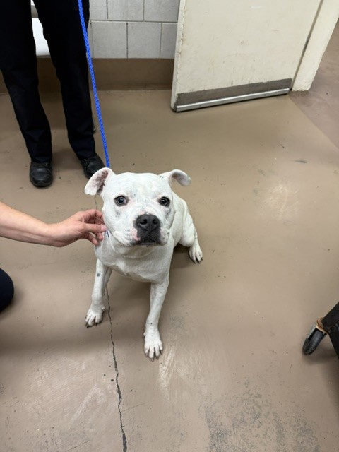 American Pit Bull Terrier at Chicago Animal Care and Control