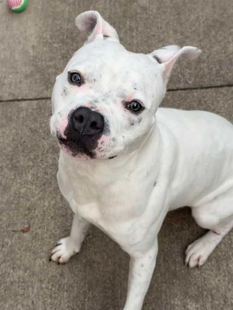 Wyler, adoptable American Pit Bull Terrier at Chicago Animal Care and Control