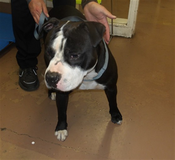 American Pit Bull Terrier at Chicago Animal Care and Control