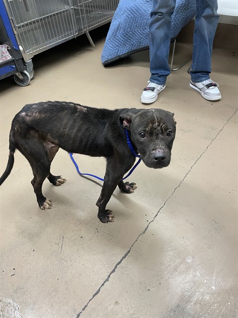 American Pit Bull Terrier at Chicago Animal Care and Control