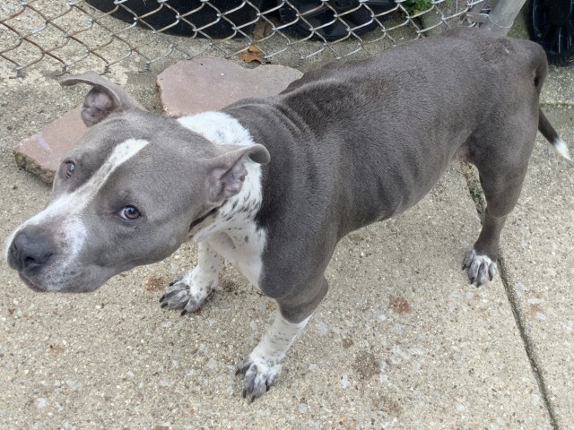 American Pit Bull Terrier at Chicago Animal Care and Control
