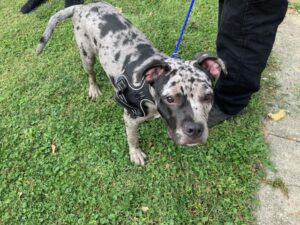 Domino, adoptable American Pit Bull Terrier at Chicago Animal Care and Control